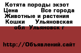 Котята породы экзот › Цена ­ 7 000 - Все города Животные и растения » Кошки   . Ульяновская обл.,Ульяновск г.